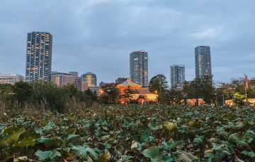 water lilies at shinobazu pond