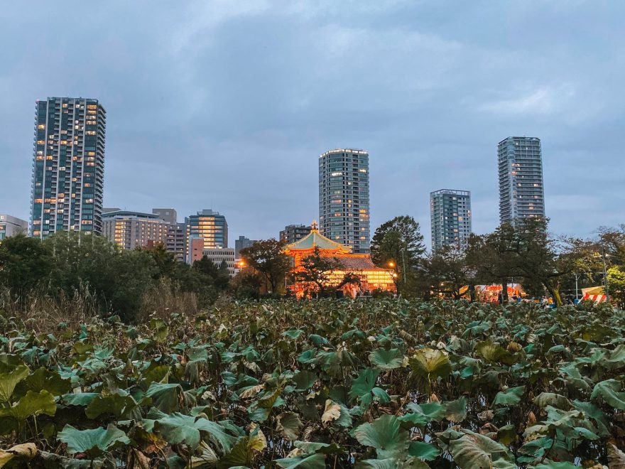 water lilies at shinobazu pond